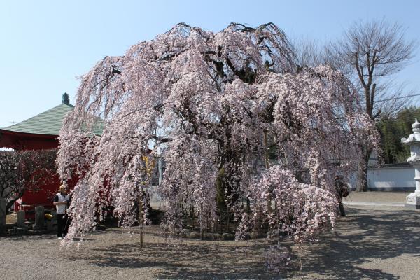 『延命寺のシダレザクラ』の画像