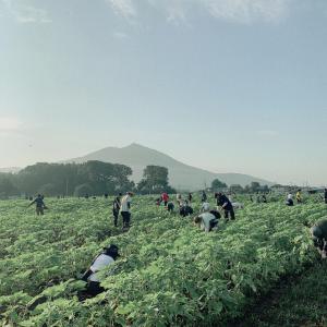 除草作業(1)