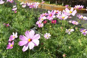 コスモス(中学生)