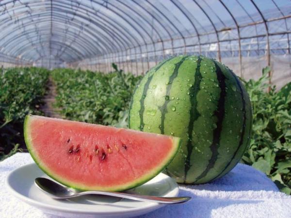 こだまスイカ２