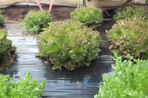 ハンサムグリーン