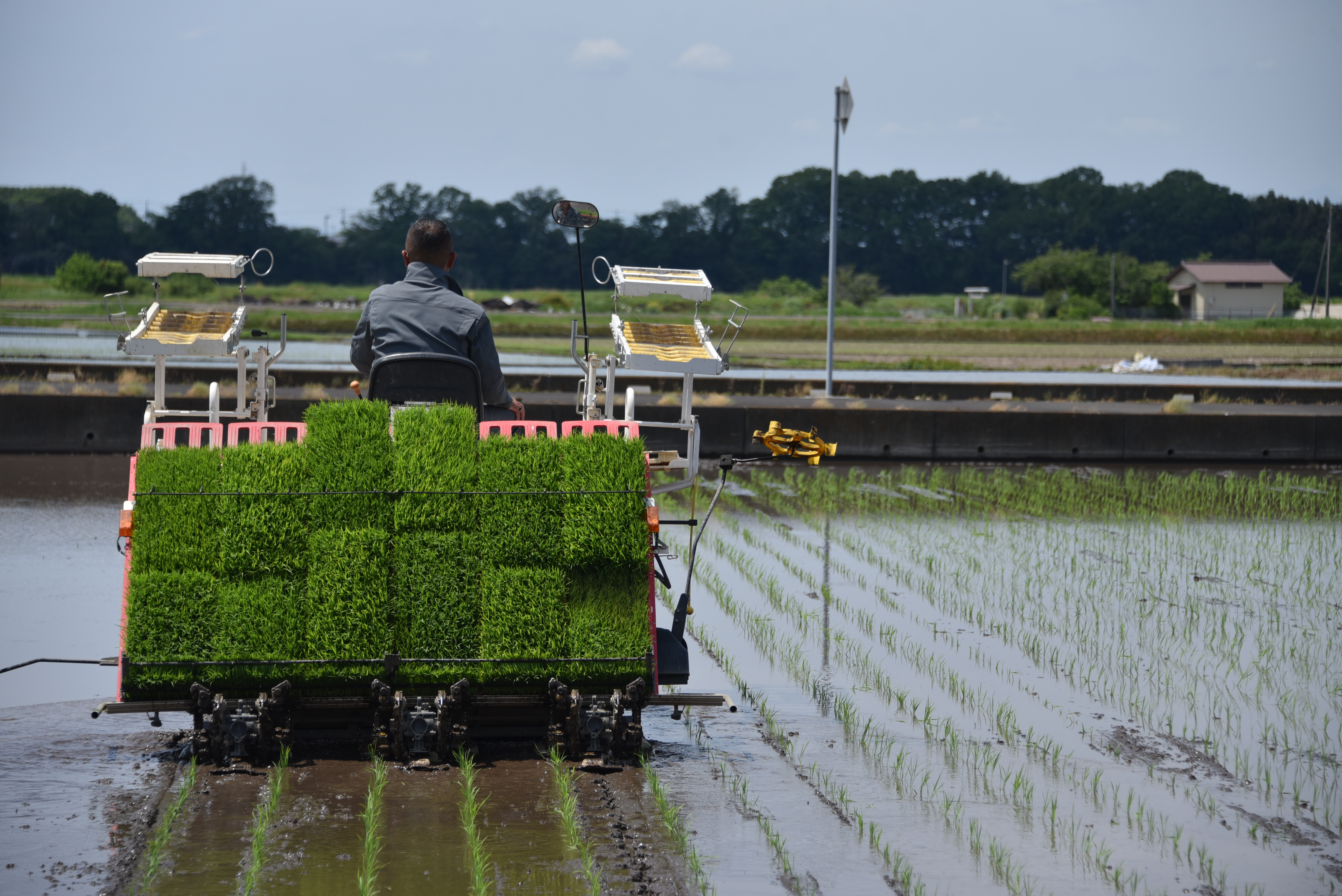 田植え１