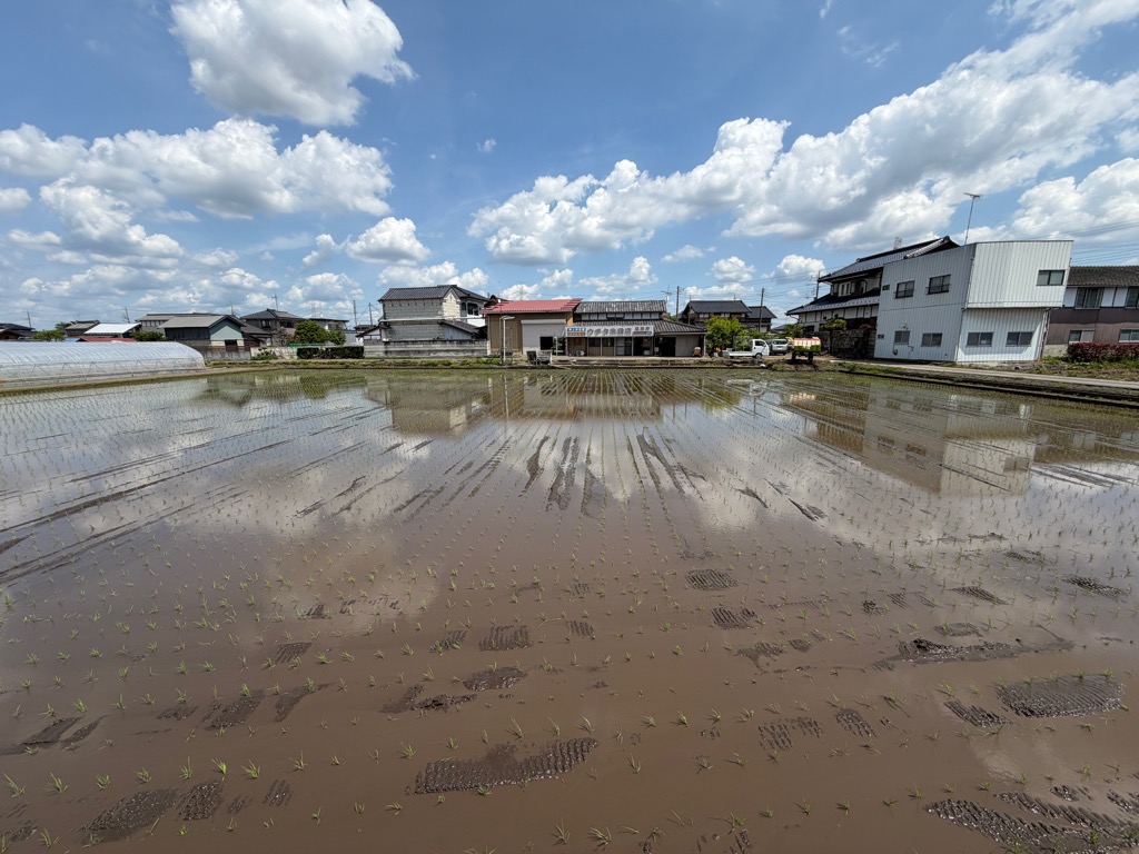 田植え(3)