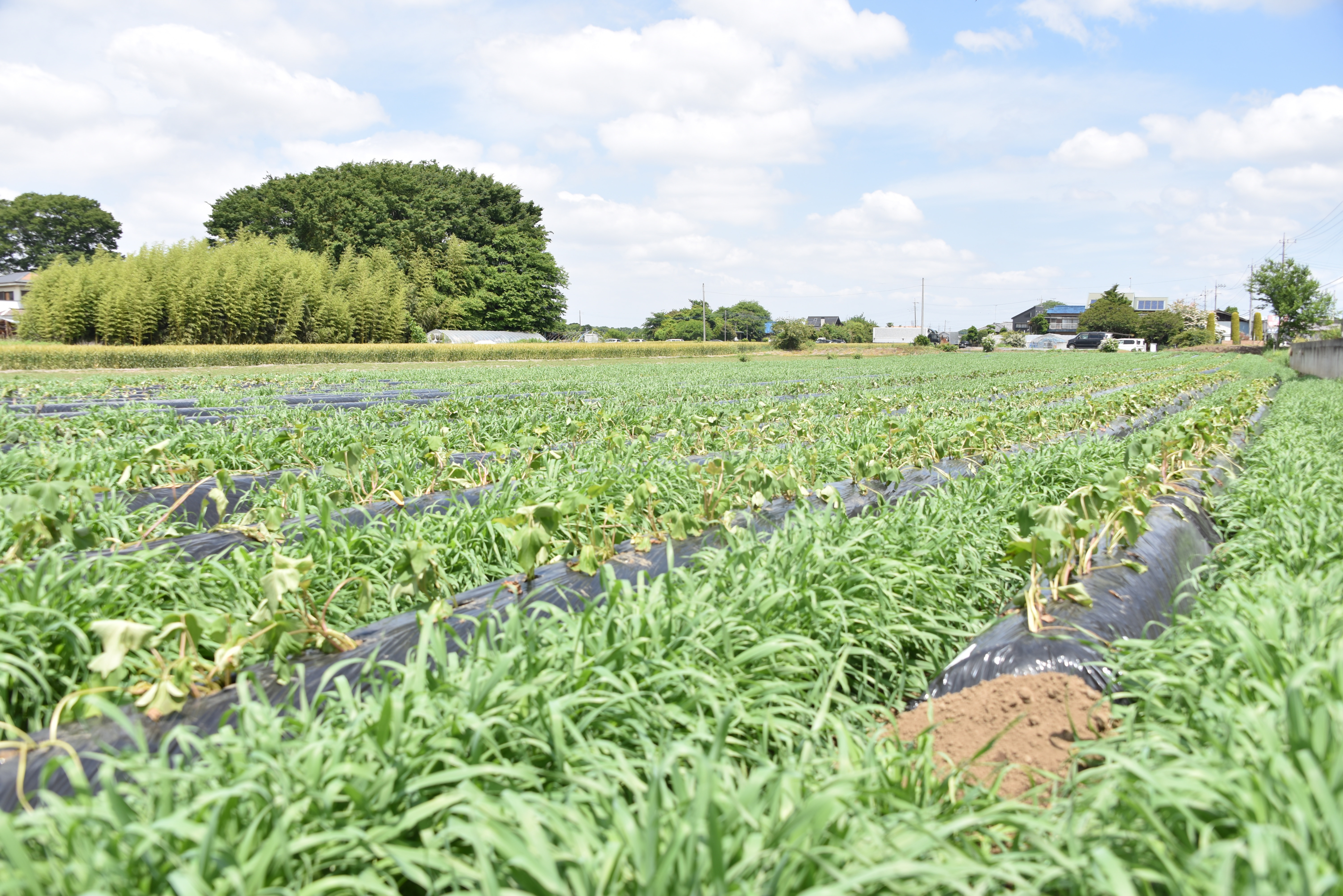 0525定植会4
