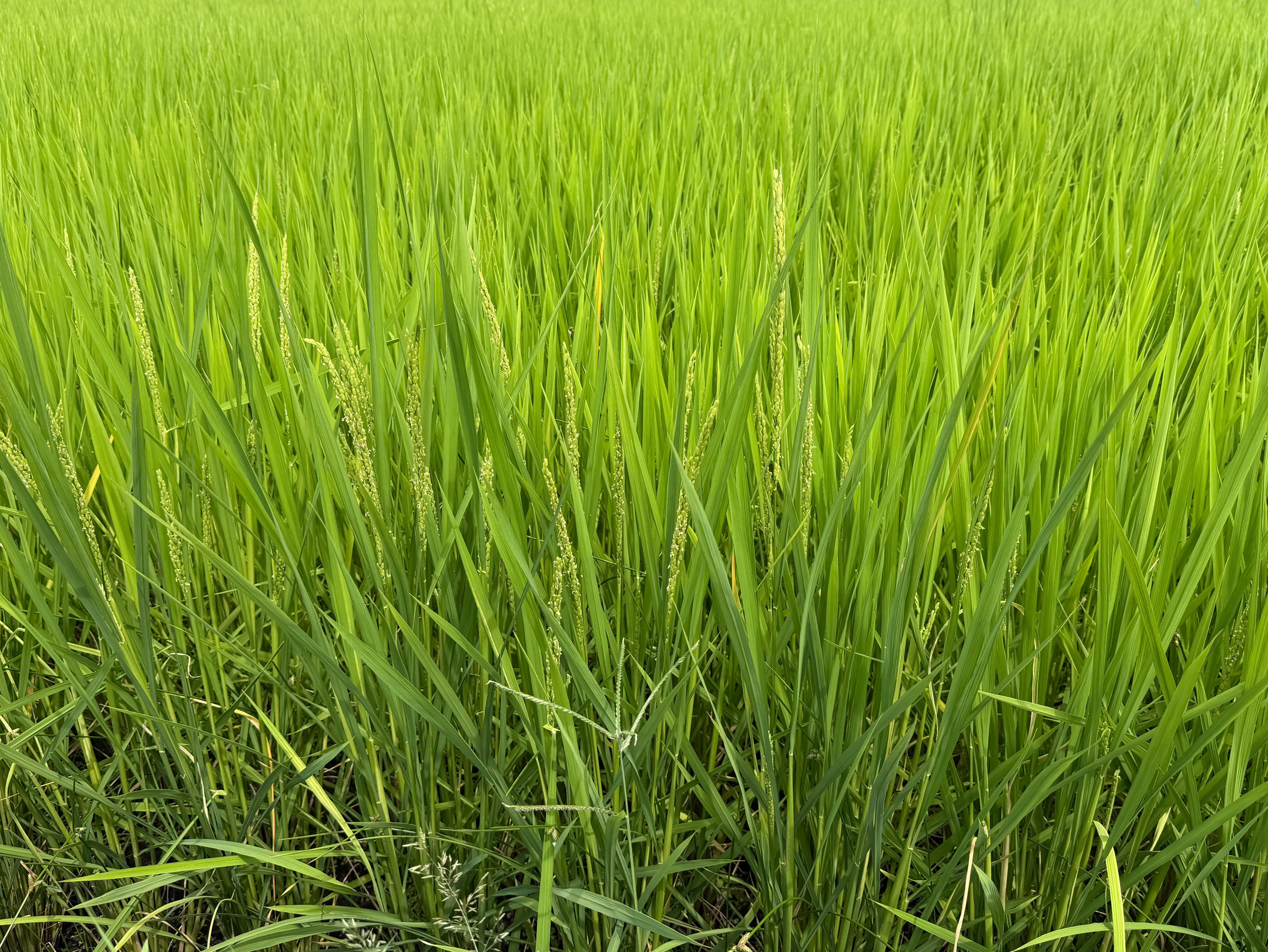 落合出穂(2)