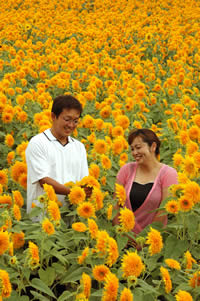 Akeno Himawari Festival