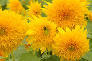 Akeno Himawari Festival