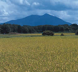 Leading Rice Producing Area