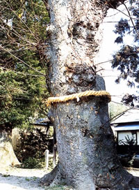 関本神社の欅（せきもとじんじゃけやき）