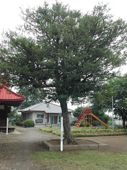 二所神社大榊（にしょじんじゃおおさかき）