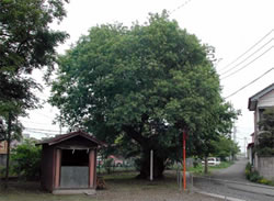 市野辺大柳（いちのべおおやなぎ）